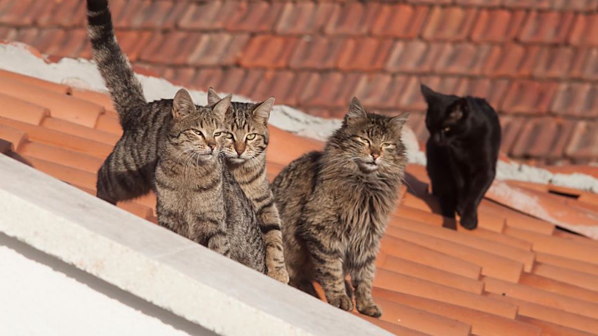 Les raisons pour lesquelles les chats miaulent la nuit sur les toits