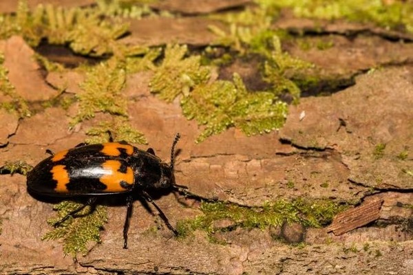 Les scarabées charognards d’Amérique : des coléoptères qui se nourrissent de cadavres