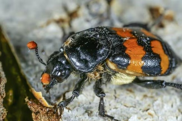 Les scarabées charognards d’Amérique : des coléoptères qui se nourrissent de cadavres