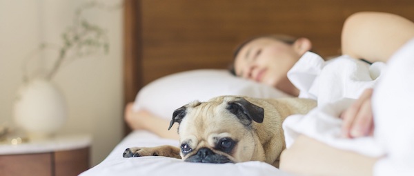 Où les chiens devraient-ils dormir dans la maison : les conseils d'un vétérinaire