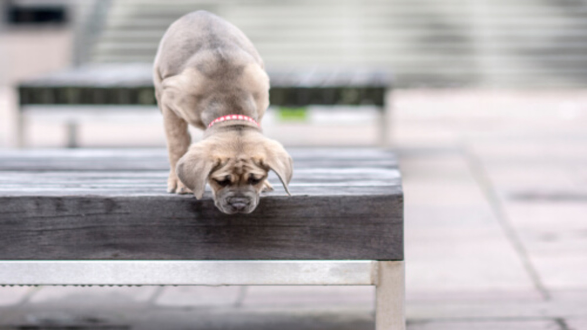 Les chiens et le vertige : les signes révélateurs, les causes et comment les aider