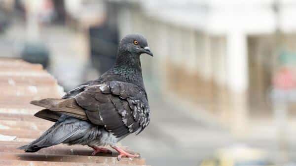 Pourquoi ne devrions-nous pas nourrir les pigeons, chats et autres animaux errants ?