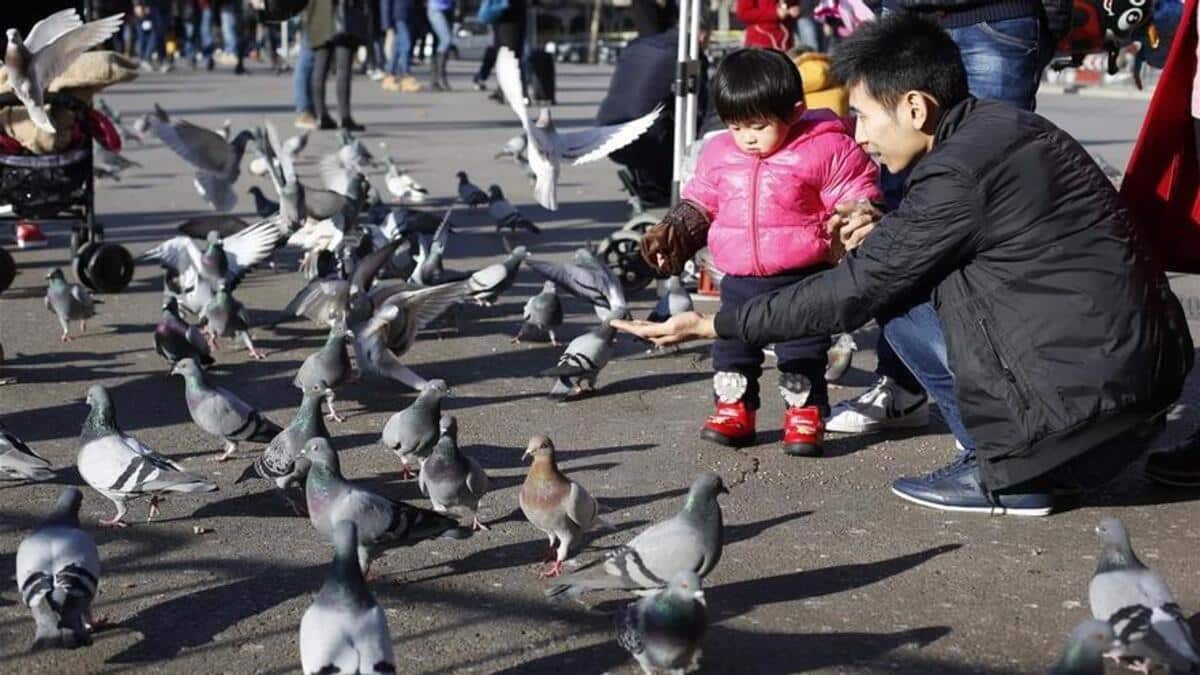 Pourquoi ne devrions-nous pas nourrir les pigeons, chats et autres animaux errants ?