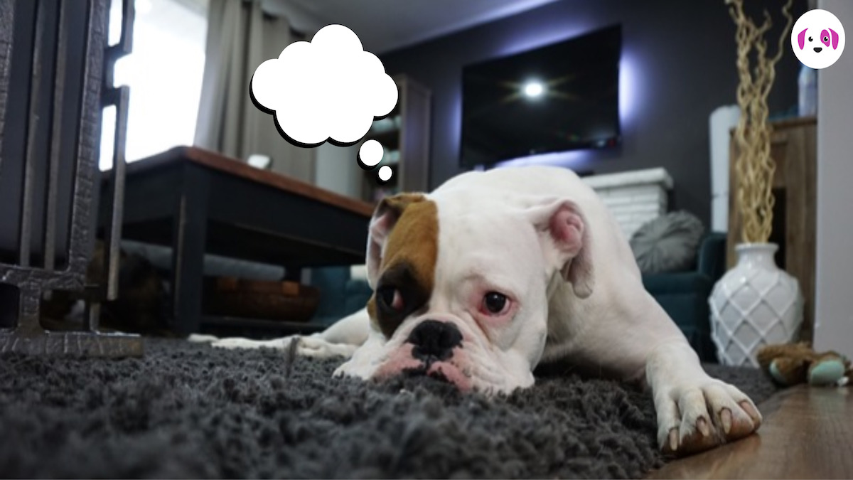 Que fait votre chien lorsque vous le laissez seul à la maison