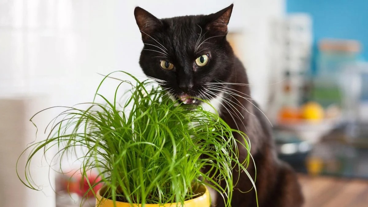 Quelle est la raison pour laquelle les chats mangent de l'herbe et vomissent ensuite ?