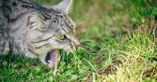 Quelle est la raison pour laquelle les chats mangent de l'herbe et vomissent ensuite ?