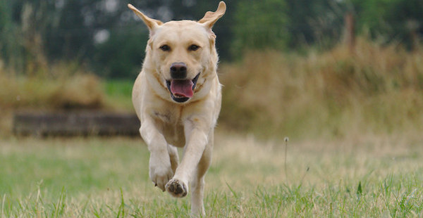 Quelles sont les races de chiens les plus actives ? Il faut les sortir plusieurs fois par jour
