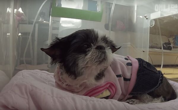 Sa chienne malade lui tourne le dos, elle comprend qu’elle veut réaliser un vœu avant de mourir