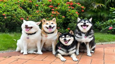 Shiba Inu : les 5 couleurs de cette race de chiens et les détails pour chacune d’entre elles