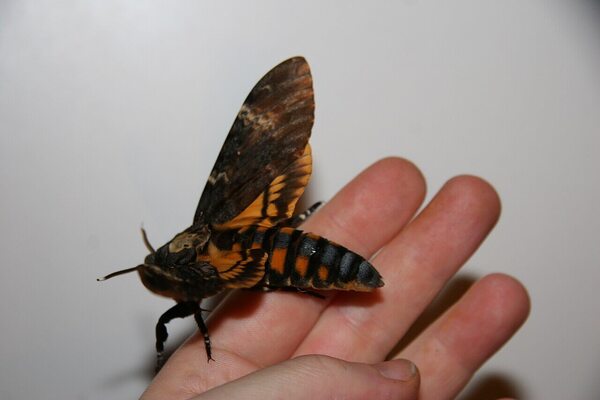 Teigne de la mort : voici à quoi ressemble ce papillon de nuit et pourquoi il est tant redouté