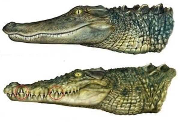 Tout savoir sur la différence entre un crocodile, un alligator et un caïman