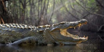 Tout savoir sur la différence entre un crocodile, un alligator et un caïman