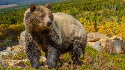 Tout savoir sur les 8 types d’ours qui existent dans le monde