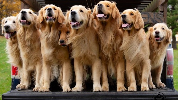 Trois races de chiens idéales pour les personnes souffrant de dépression