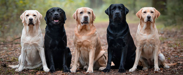 Trois races de chiens idéales pour les personnes souffrant de dépression