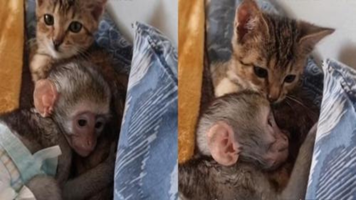 Un bébé singe orphelin trouve du réconfort auprès d'un chat et le résultat est réconfortant