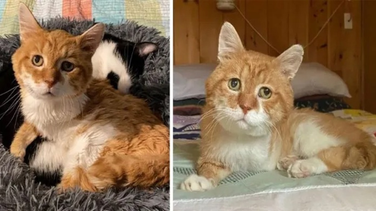 Un chat à trois pattes retourne dans la maison où il a été aidé et a trouvé la famille de ses rêves