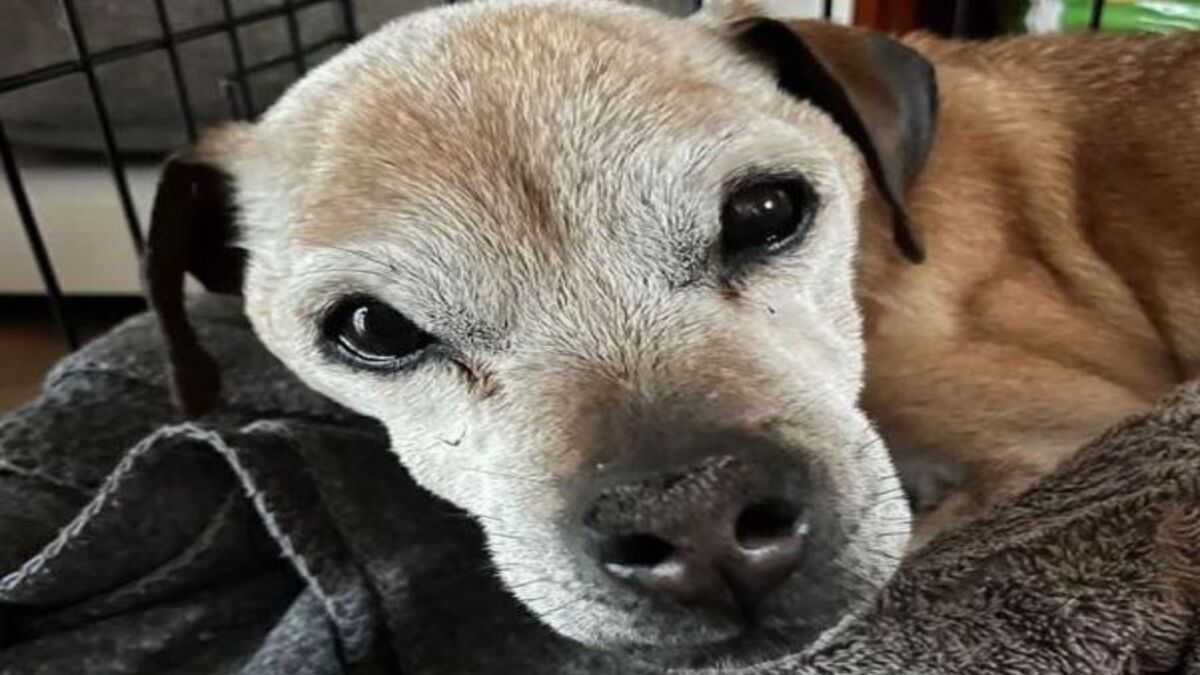 Un chien a retrouvé sa famille après sept ans de disparition !