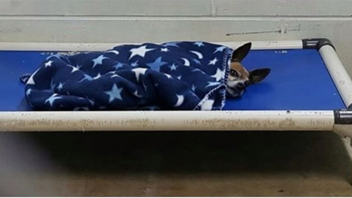 Un chien chihuahua se blottit chaque nuit dans une couverture en attendant d’être adopté