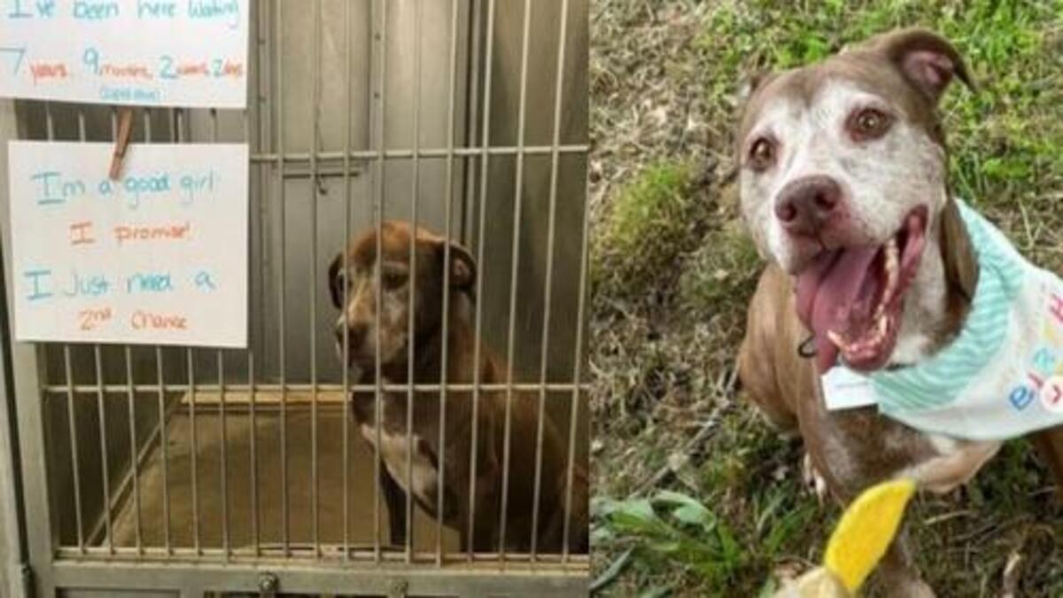 Une chienne de refuge adoptée après plus de 7 ans d'attente d'une famille