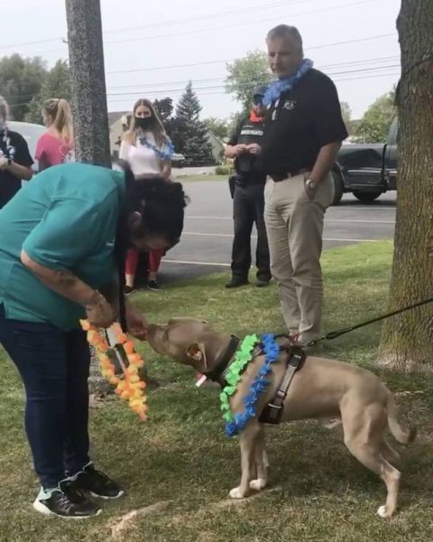 Un chien qui a passé 500 jours dans le refuge est adopté, une fête très émouvante