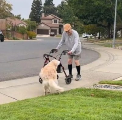 Une chienne quitte la maison tous les jours pour aller saluer son meilleur ami âgé