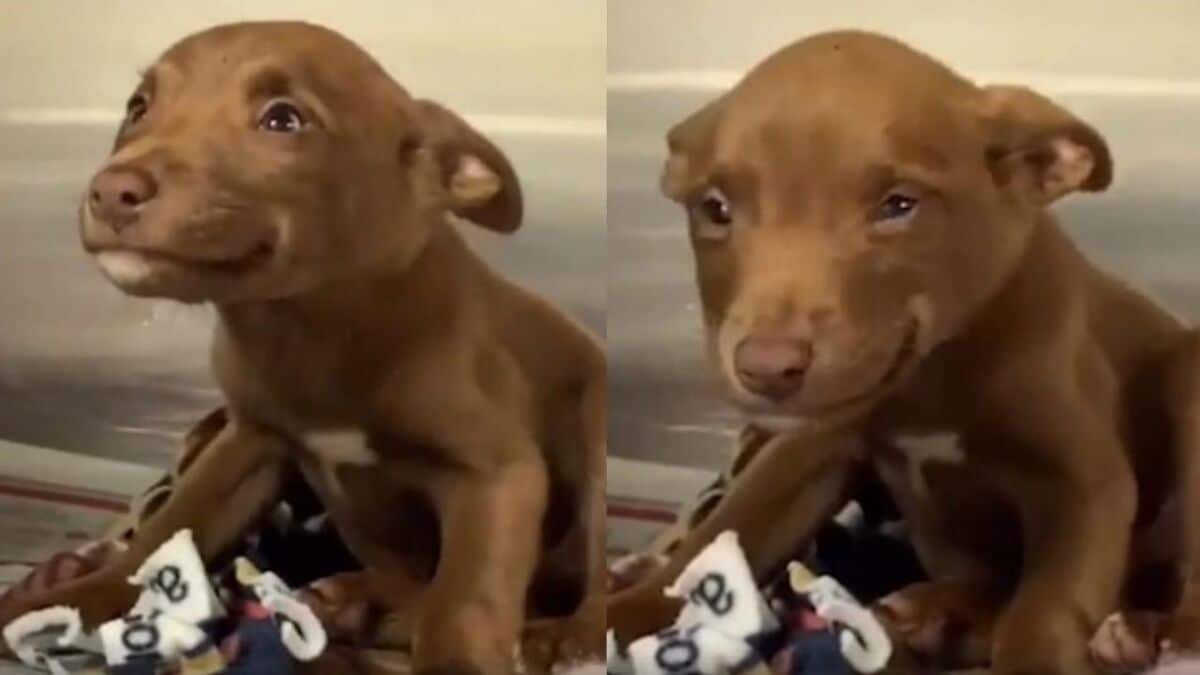 Un chien comprend qu'il a été adopté, sa réaction est touchante