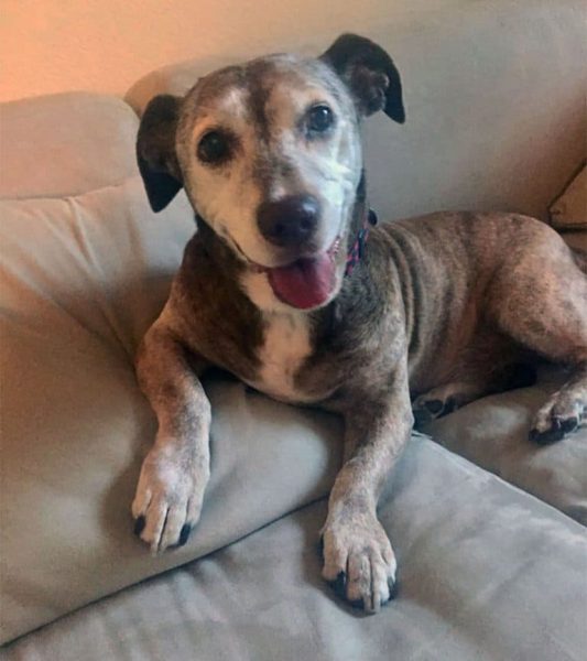 Un chien sourd âgé découvre une nouvelle vie après 11 ans dans la rue