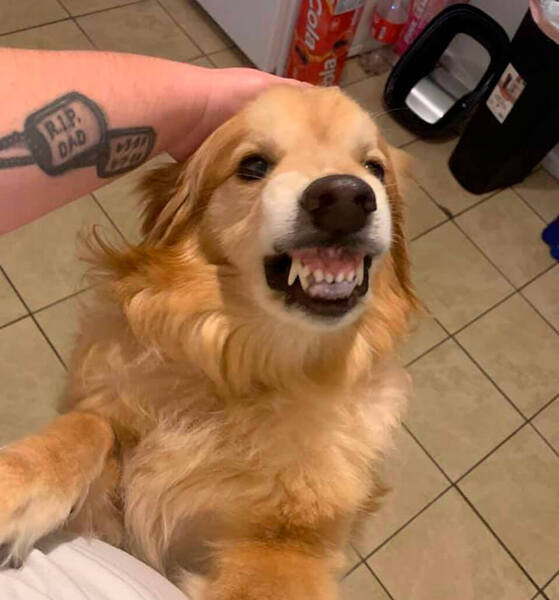 Ce chien avec un sourire très particulier est adopté dans ce refuge