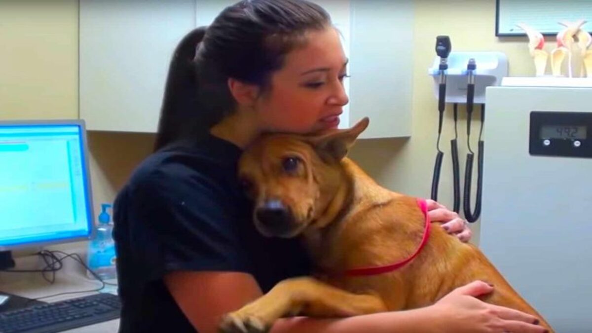 Un chiot en bonne santé sauvé 5 minutes avant l'euthanasie, le vétérinaire en larmes