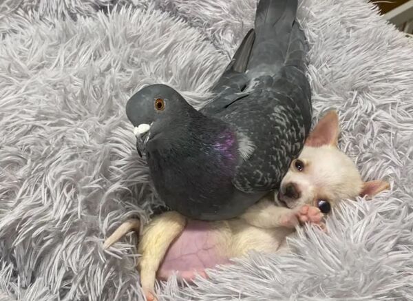 Un chiot handicapé et un pigeon qui ne peut pas voler deviennent les meilleurs amis