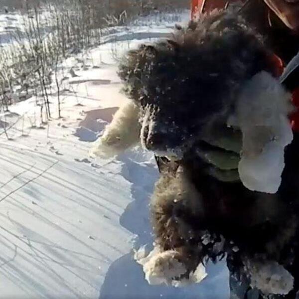 Un incroyable élan de solidarité a permis de sauver un chien errant du froid