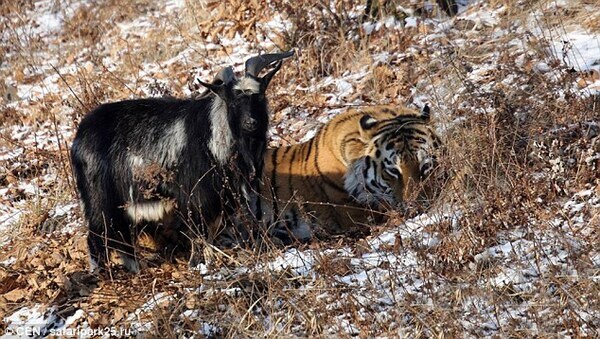Ce tigre se lie d'amitié pour la vie avec une chèvre qu'on lui avait donnée à manger
