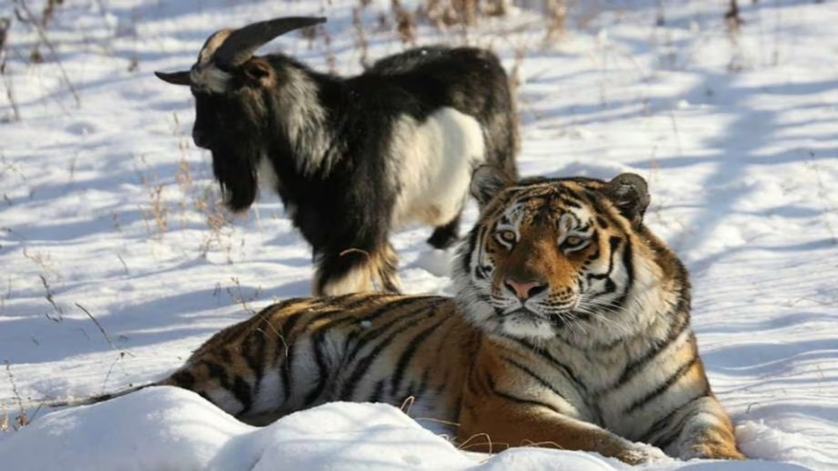 Ce tigre se lie d'amitié pour la vie avec une chèvre qu'on lui avait donnée à manger
