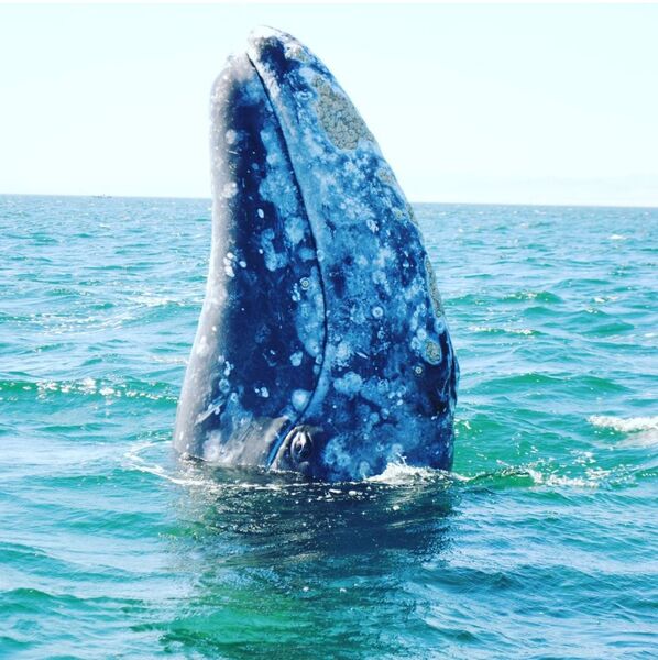 Une baleine s’approche de son bateau et lui demande l’aide