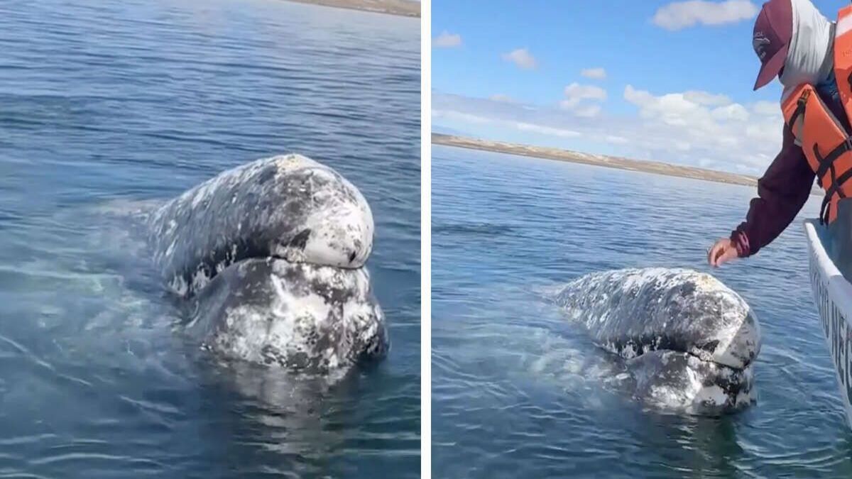 Une baleine s’approche de son bateau et lui demande l’aide