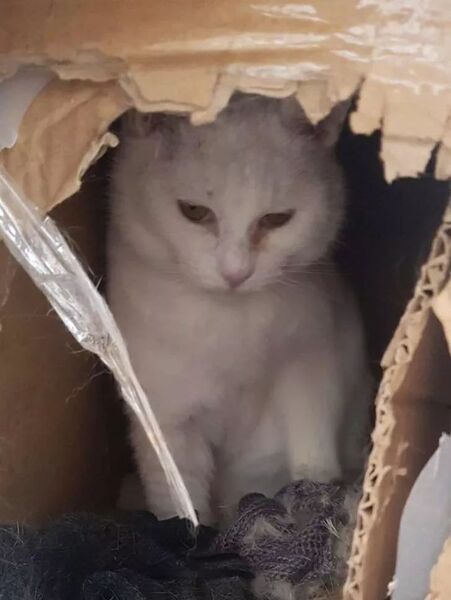 Une chatte vit dans une boîte en carton, son destin va basculer pour toujours
