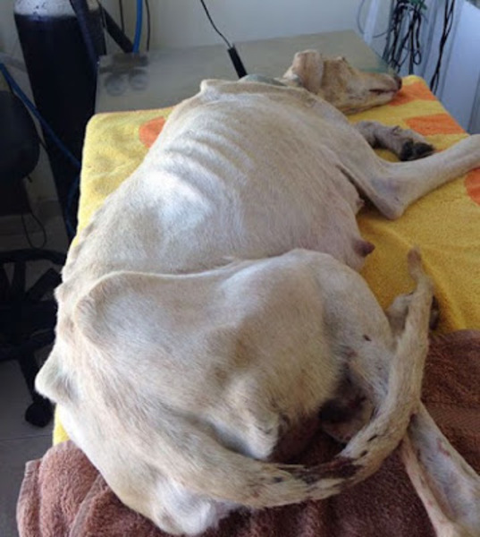 Une chienne à la patte cassée emmène les vétérinaires à 3 kilomètres pour sauver ses chiots