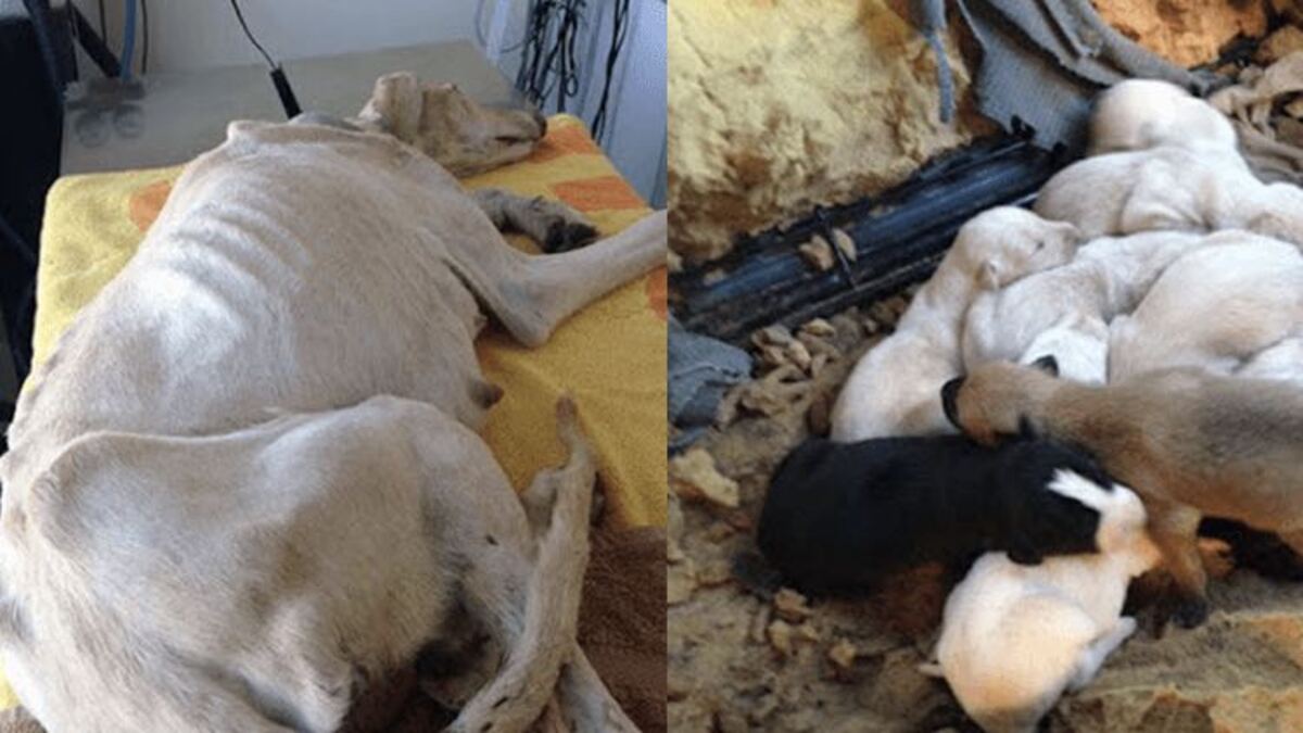 Une chienne à la patte cassée emmène les vétérinaires à 3 kilomètres pour sauver ses chiots
