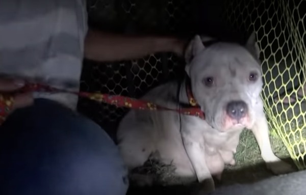 Une chienne a refusé d'être secourue parce qu'elle craignait que ses chiots soient en danger !