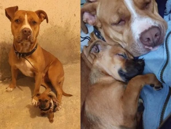 Une chienne Pitbull adopte un chihuahua et s'en occupe comme son petit 
