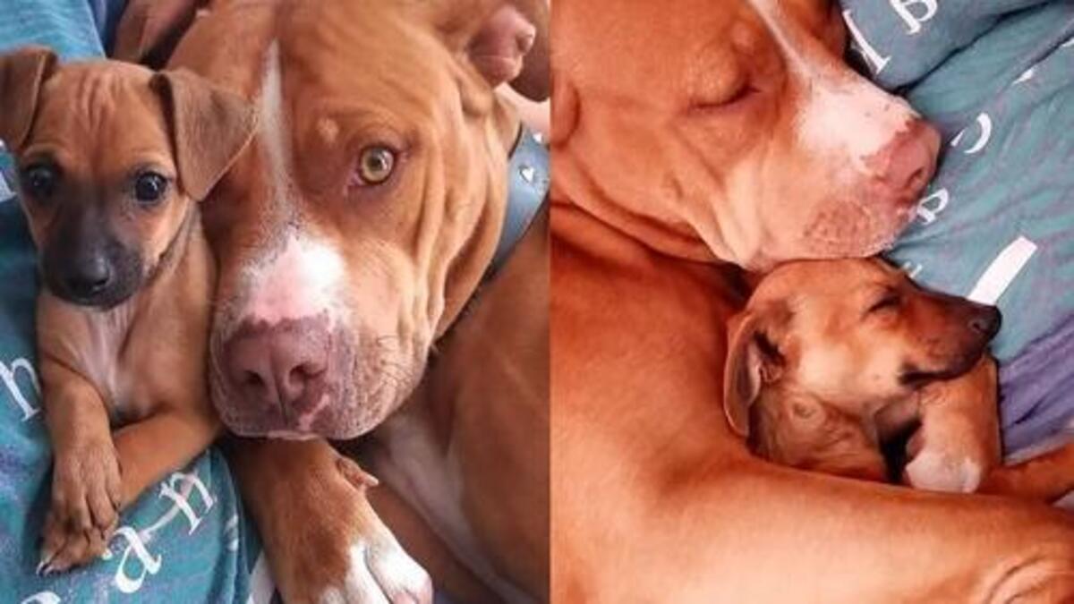 Une chienne Pitbull adopte un chihuahua et s'en occupe comme son petit