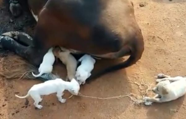 Une vache nourrit 7 chiots orphelins et les protège comme s'ils étaient les siens !