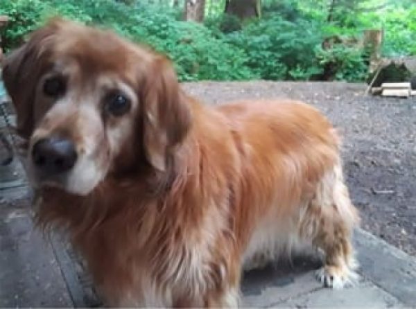 Une vieille chienne aveugle se perd, 3 semaines plus tard un miracle se produit