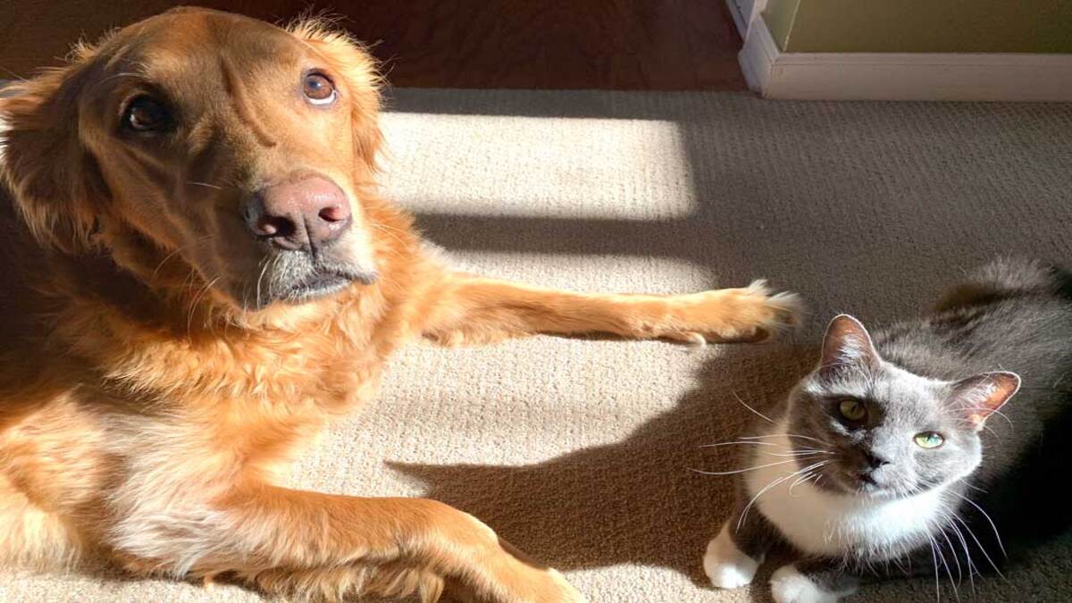Voici comment les chiens et les chats expriment le deuil de la perte d’un compagnon