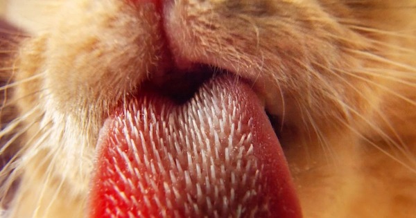 Voici la mystérieuse raison pour laquelle les chats ont une langue rugueuse