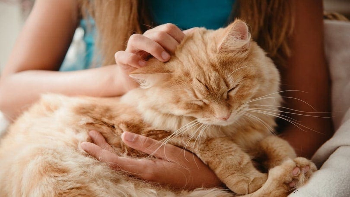 Voici les 5 signes qu'un chat aime vraiment son maître selon les experts !