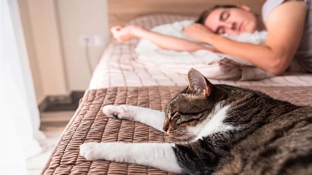 Voici pourquoi votre chat dort avec vous