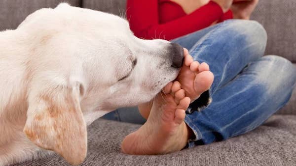 Votre chien vous lèche les pieds ? voici ce qu'il ressent en vous