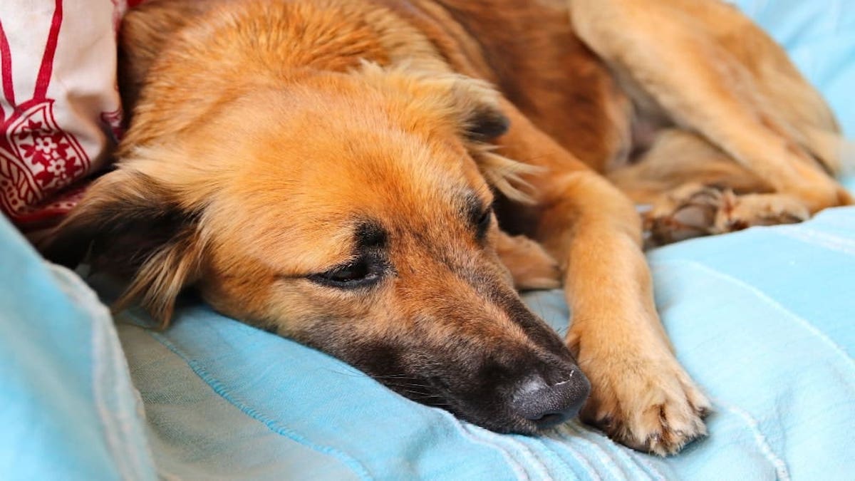 4 signes révélateurs à absolument connaître qui prouvent que votre chien souffre d'anémie